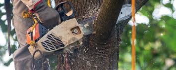 Best Utility Line Clearance  in Eglin Af, FL