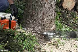 Best Hedge Trimming  in Eglin Af, FL