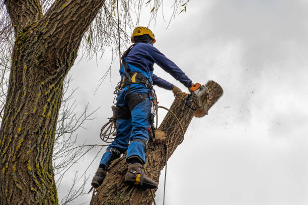 Best Commercial Tree Services  in Eglin Af, FL
